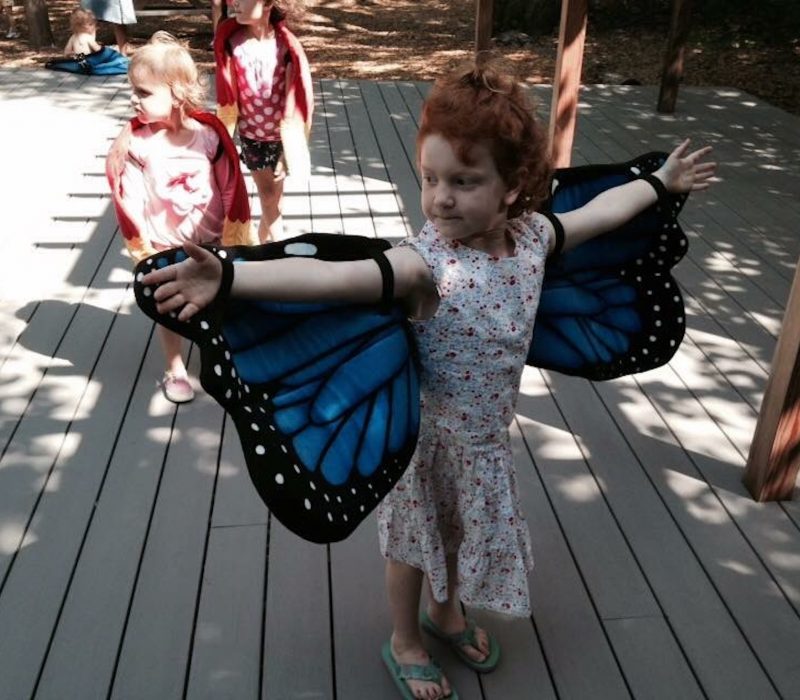 butterfly